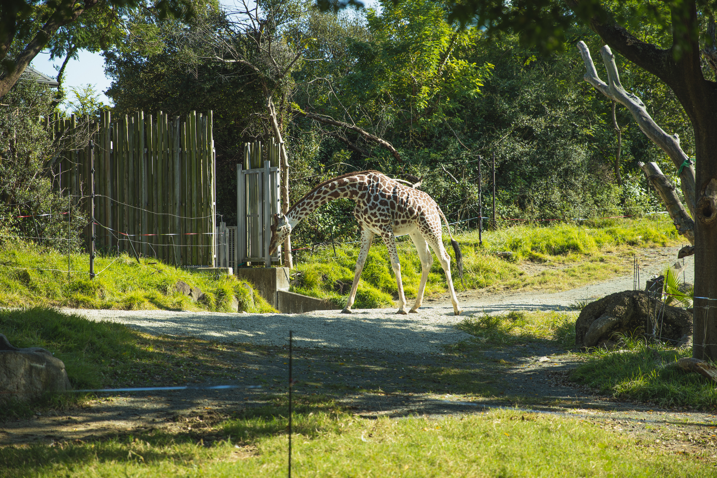 mlilwane wildlife sanctuary (2).webp